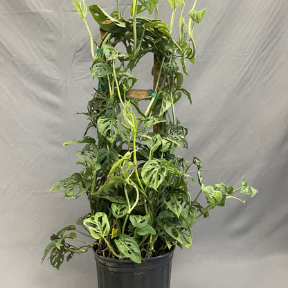 Monstera adansonii