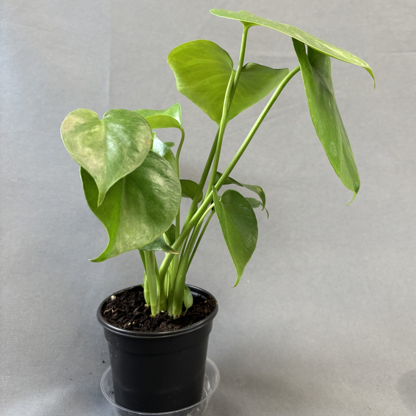 Monstera deliciosa