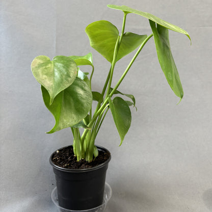 Monstera deliciosa