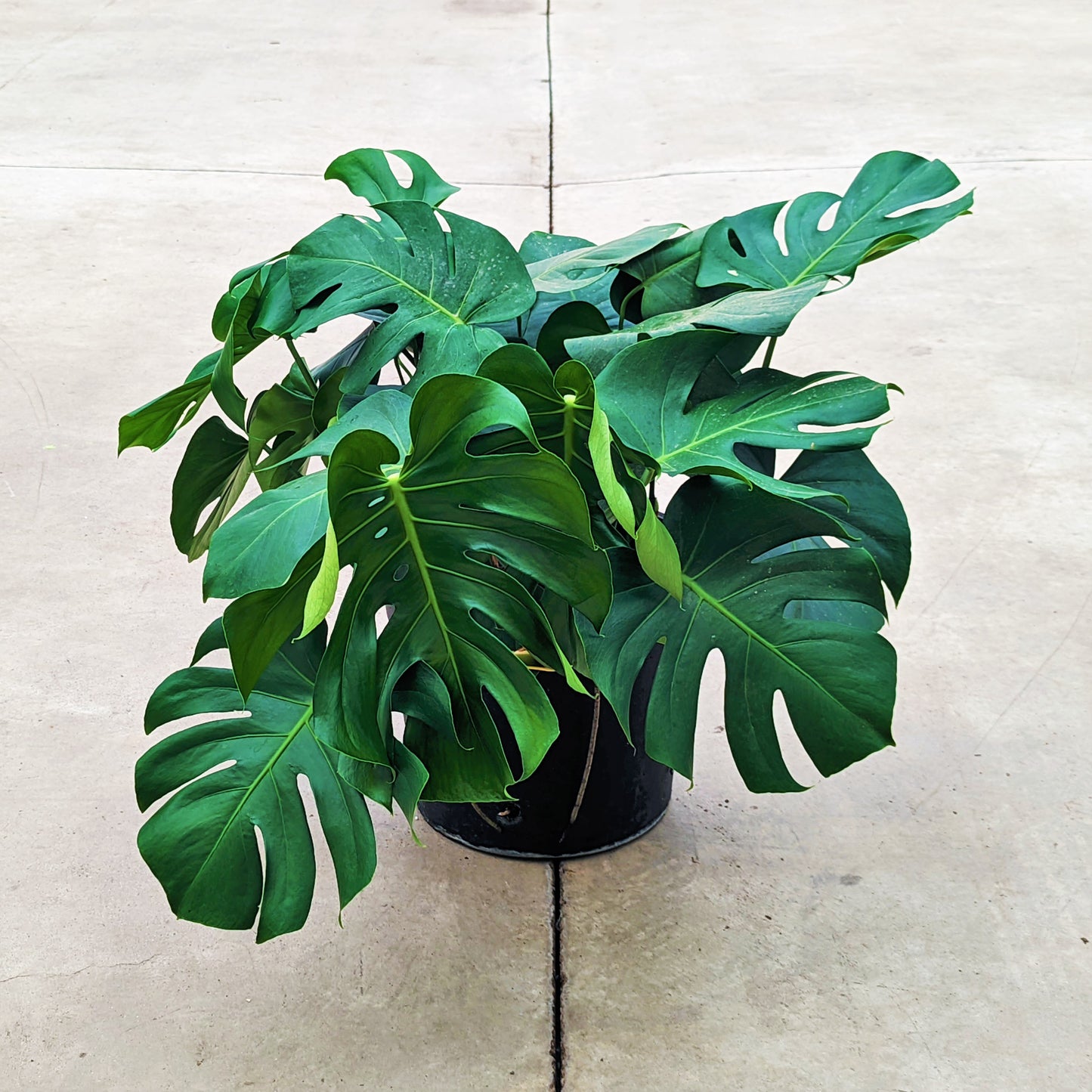 Monstera deliciosa
