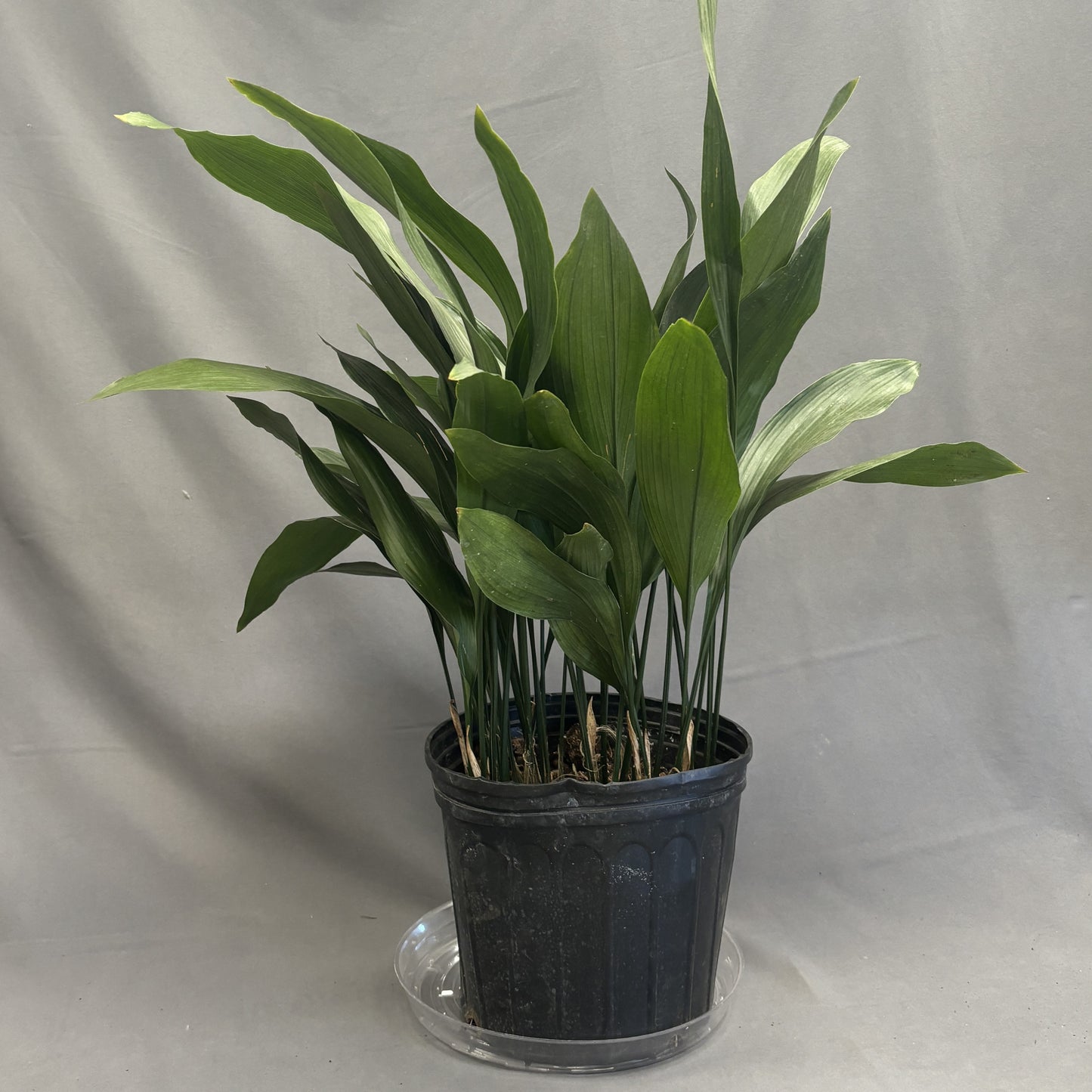 Cast Iron Plant