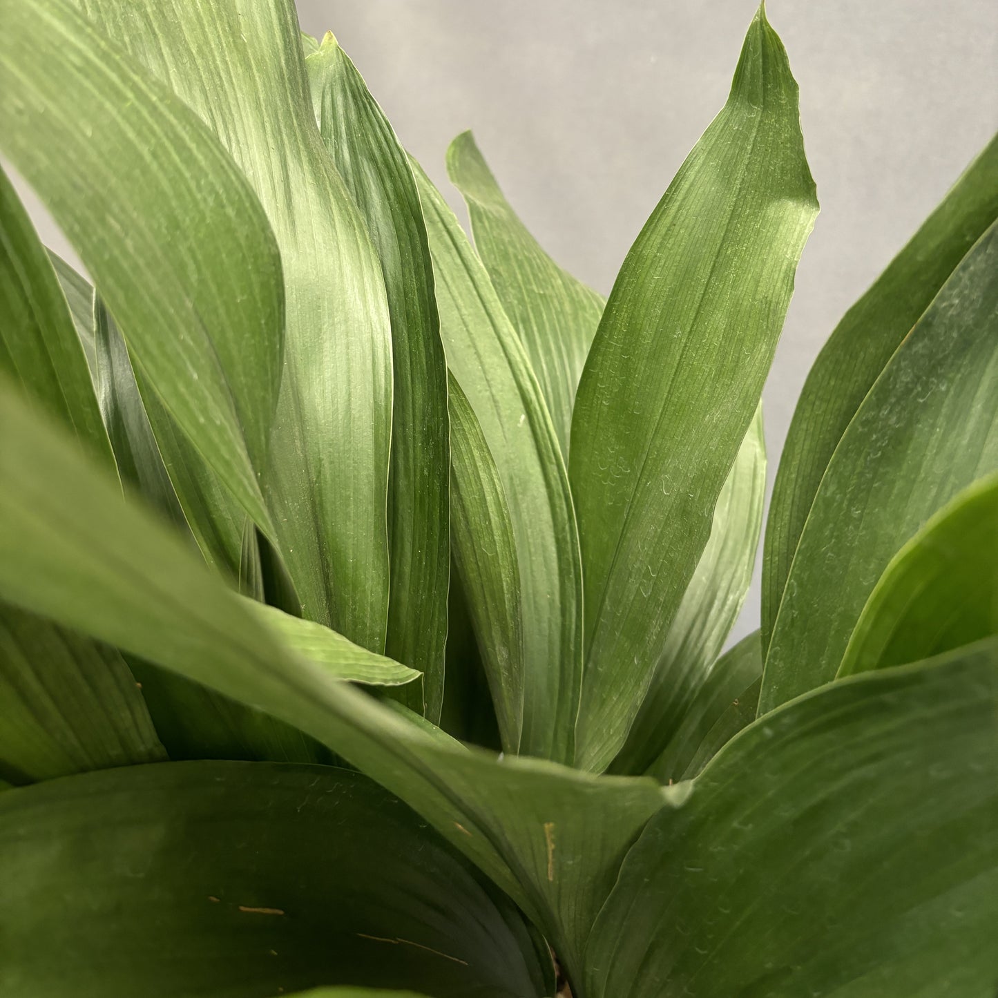 Cast Iron Plant