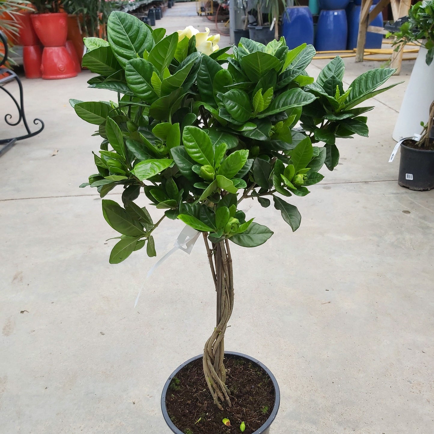 Gardenia