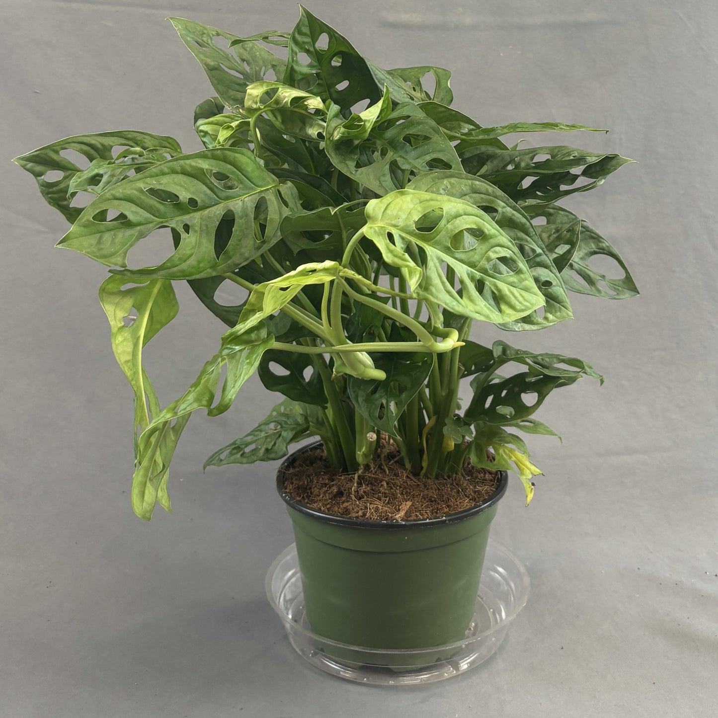 Monstera adansonii
