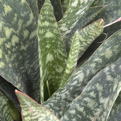 Snake Plant 'Jaboa'