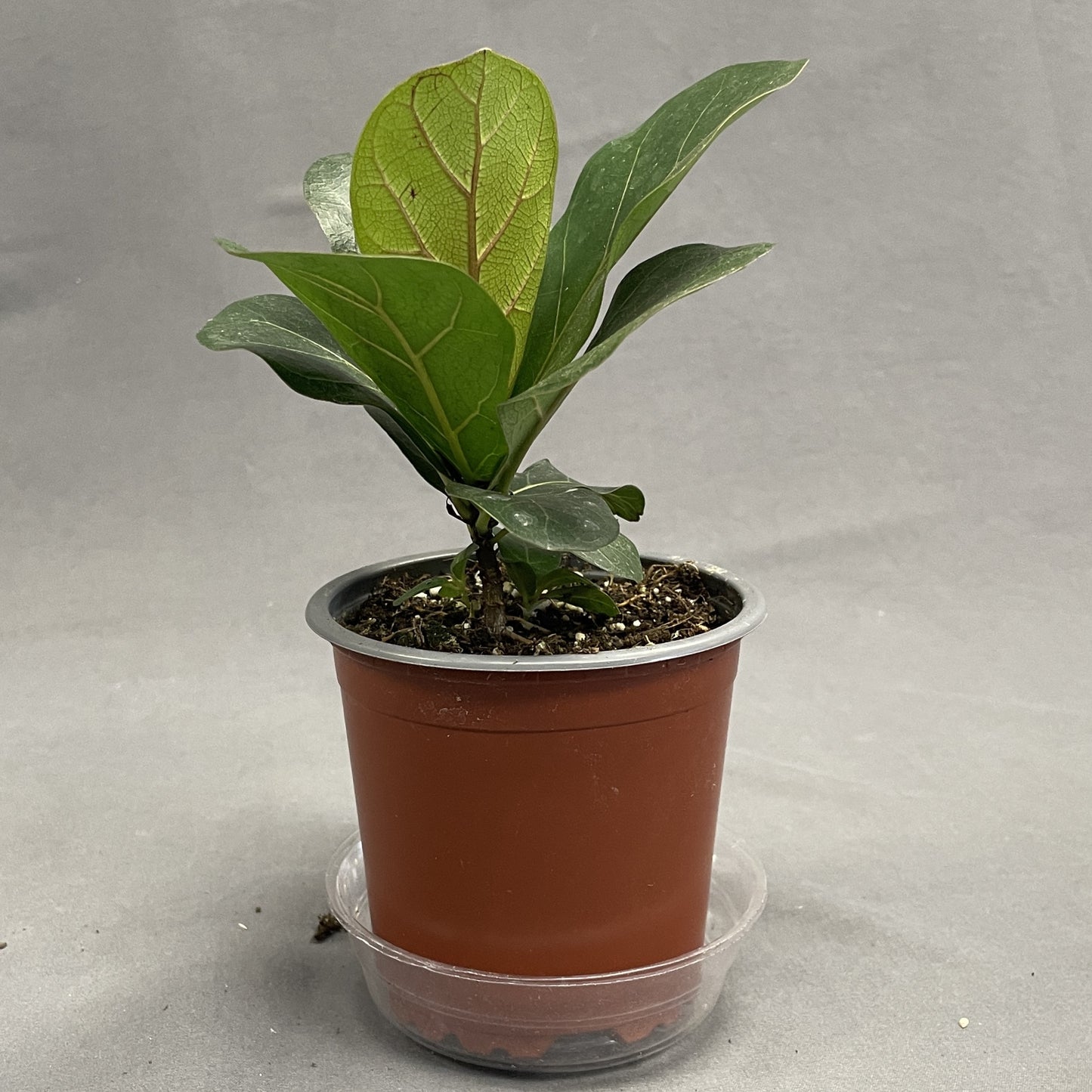 Ficus 'Fiddle Leaf Fig'