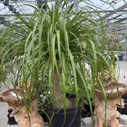 long neck ponytail palm Ponytail Palm – Scott's Nursery Ltd