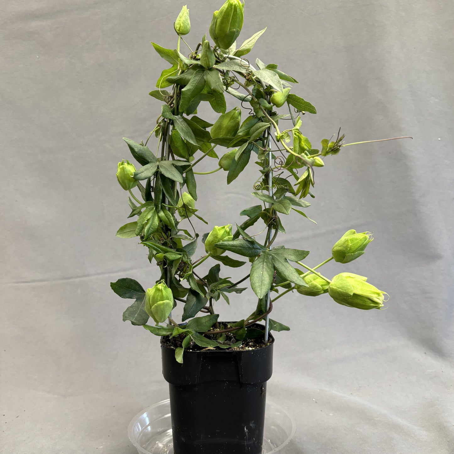 Passion Flower