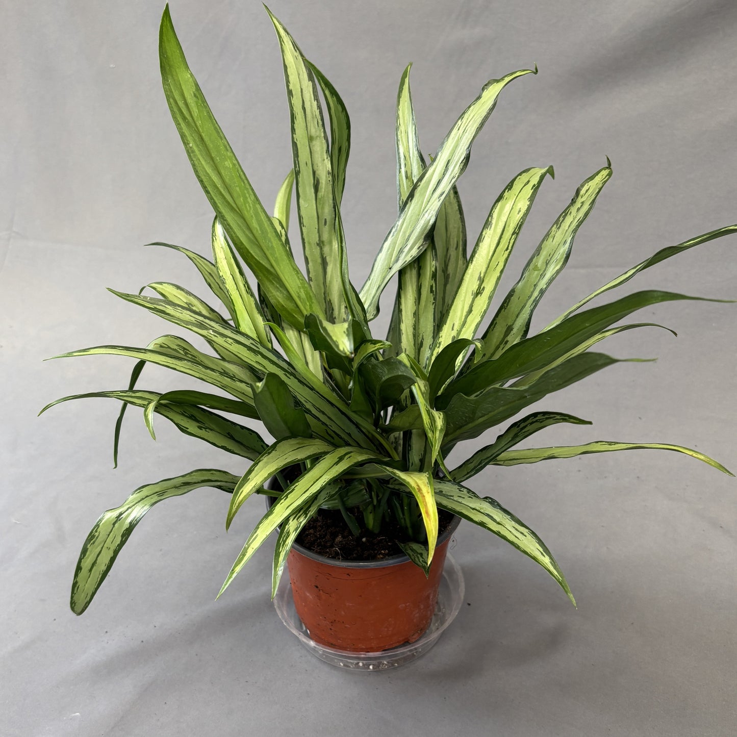 Aglaonema 'Cutlass'