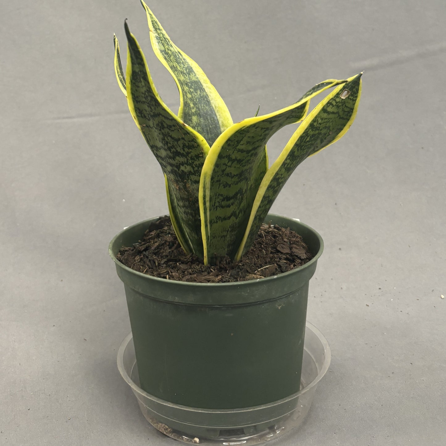 Snake Plant 'Futura'