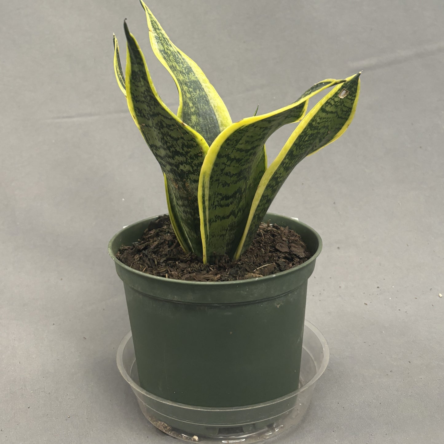 Snake Plant Futura Superba 6" Pot