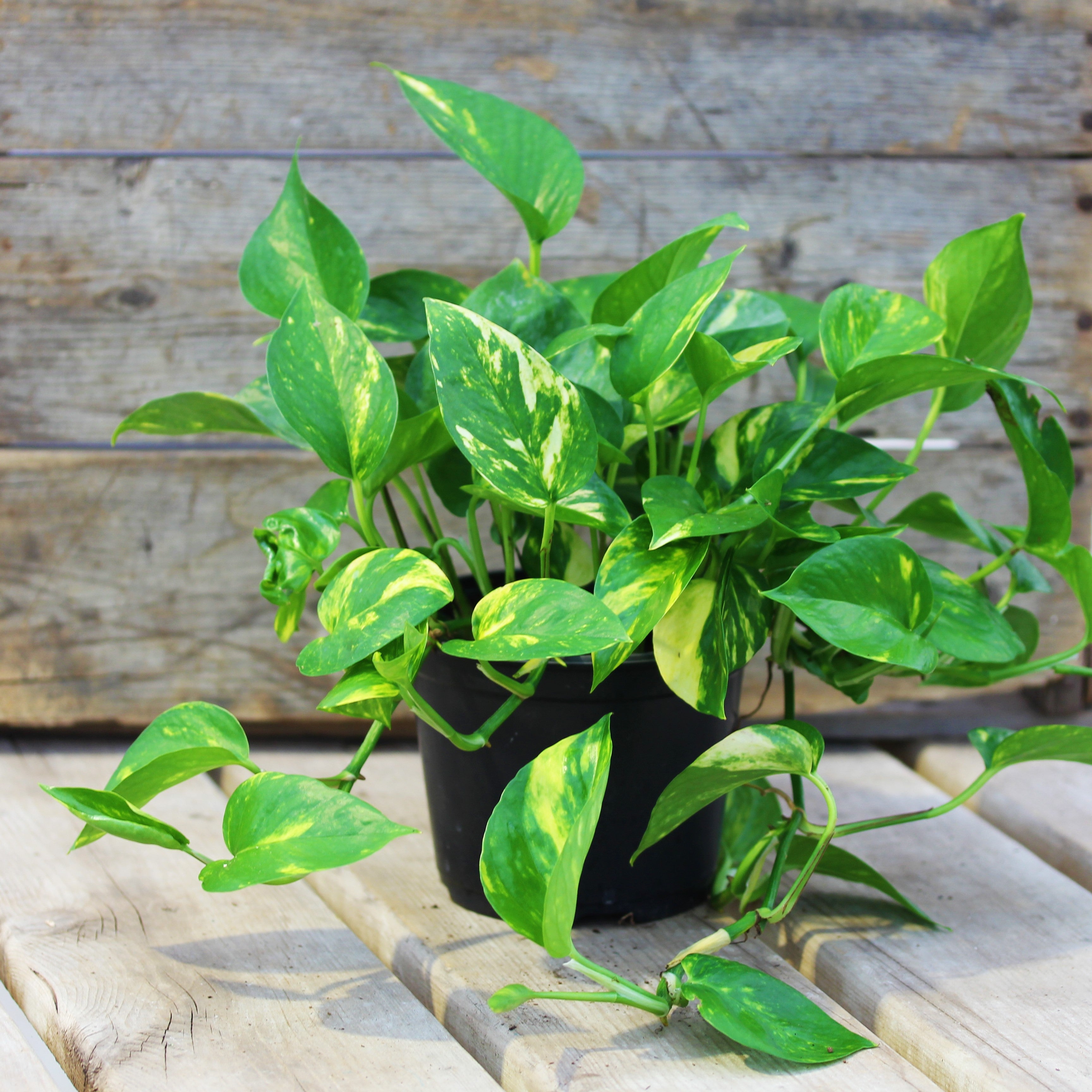 Pothos 'Golden'