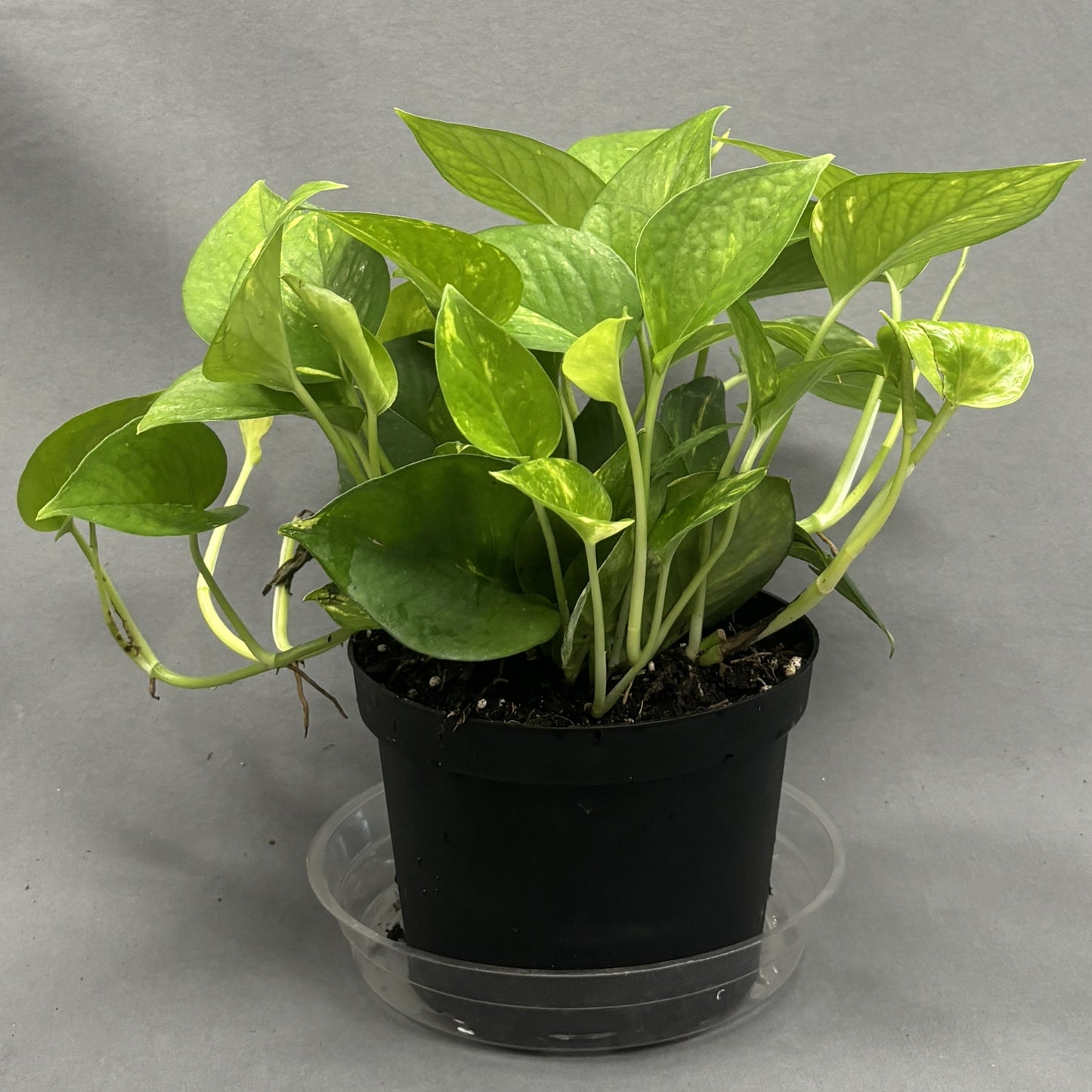 Pothos 'Golden'
