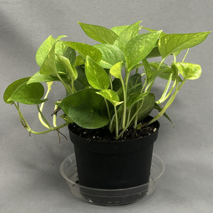Pothos 'Golden'