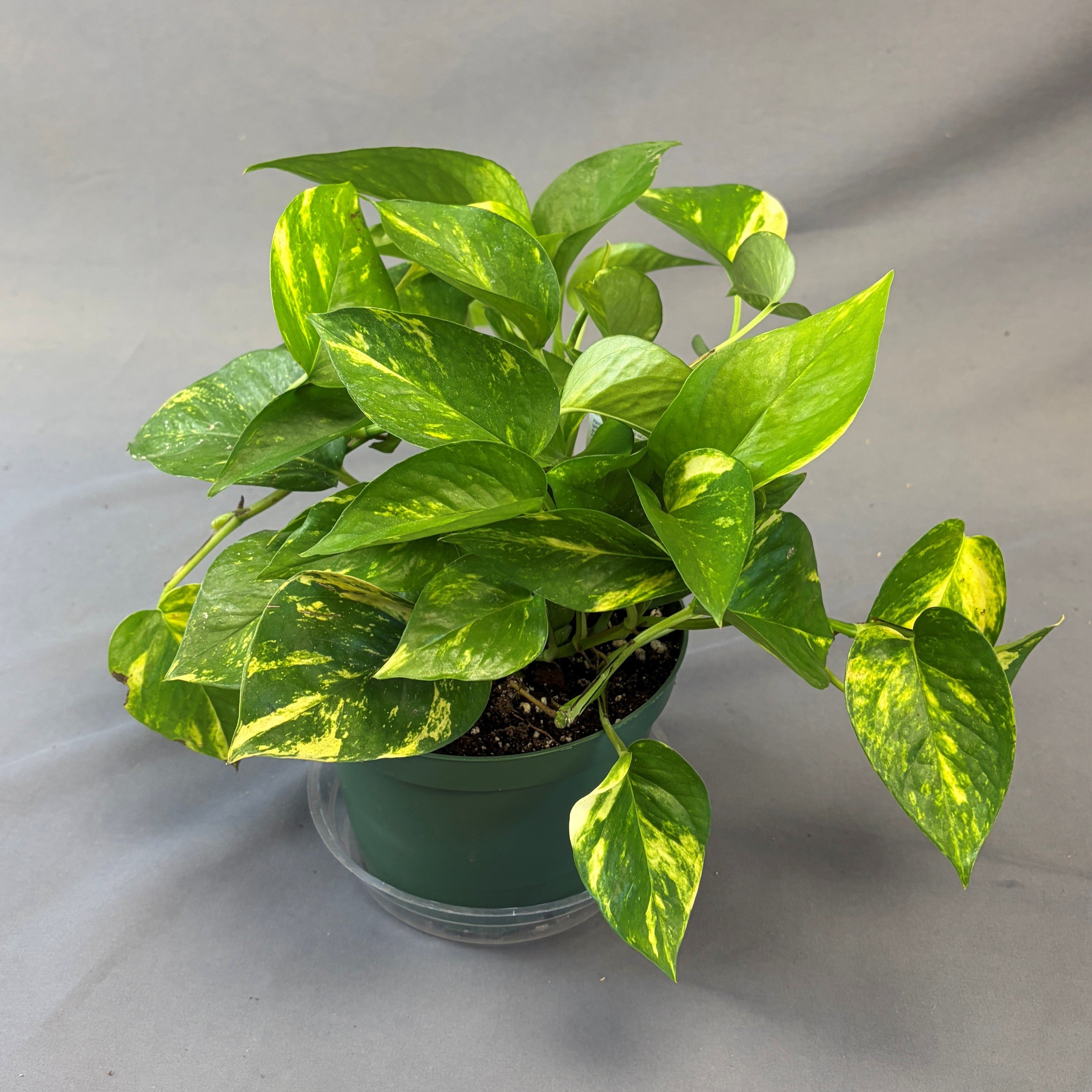 Pothos 'Golden'