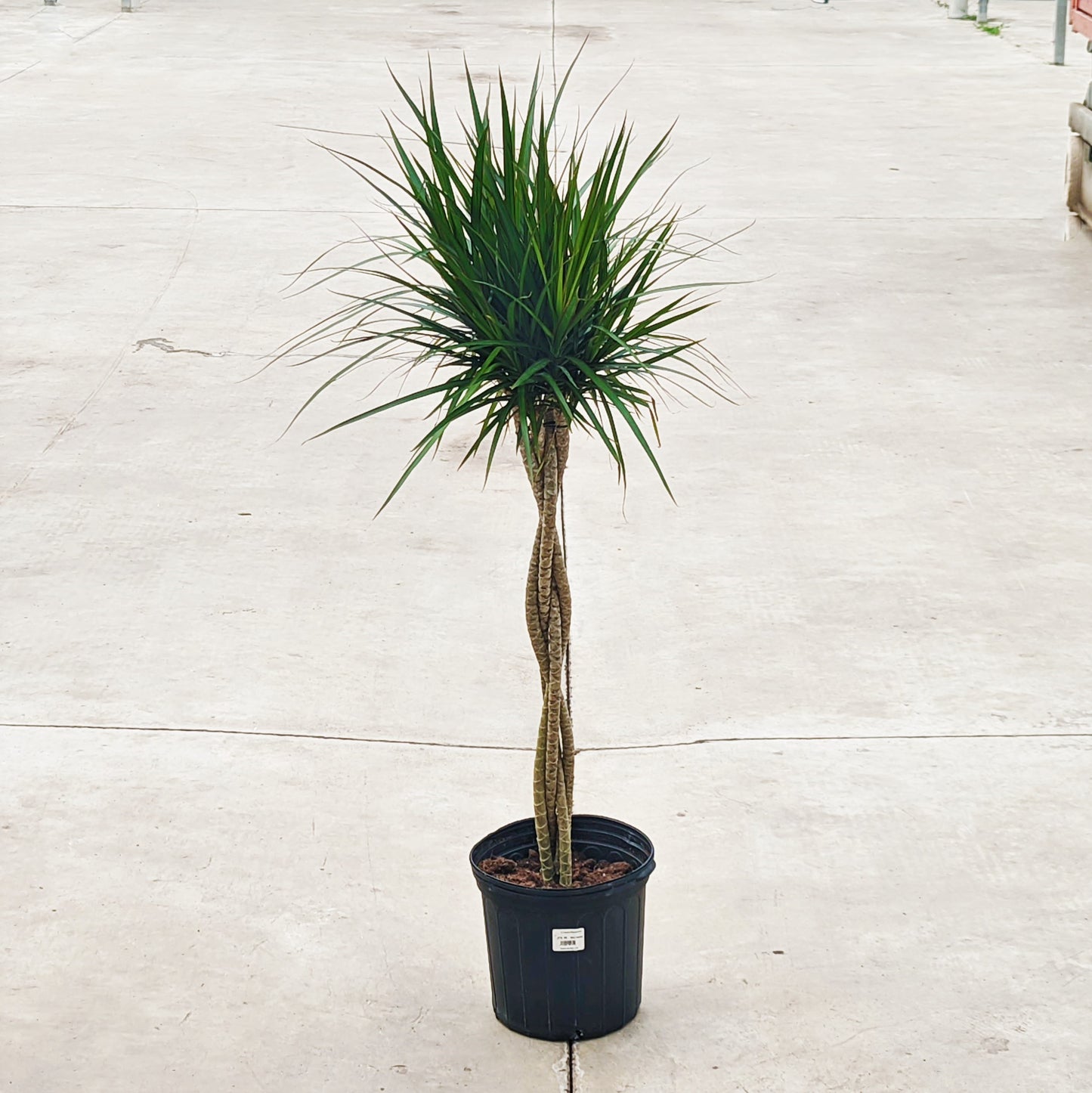 Dracaena marginata