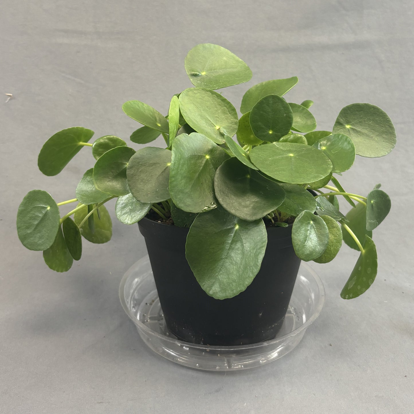 Chinese Money Plant