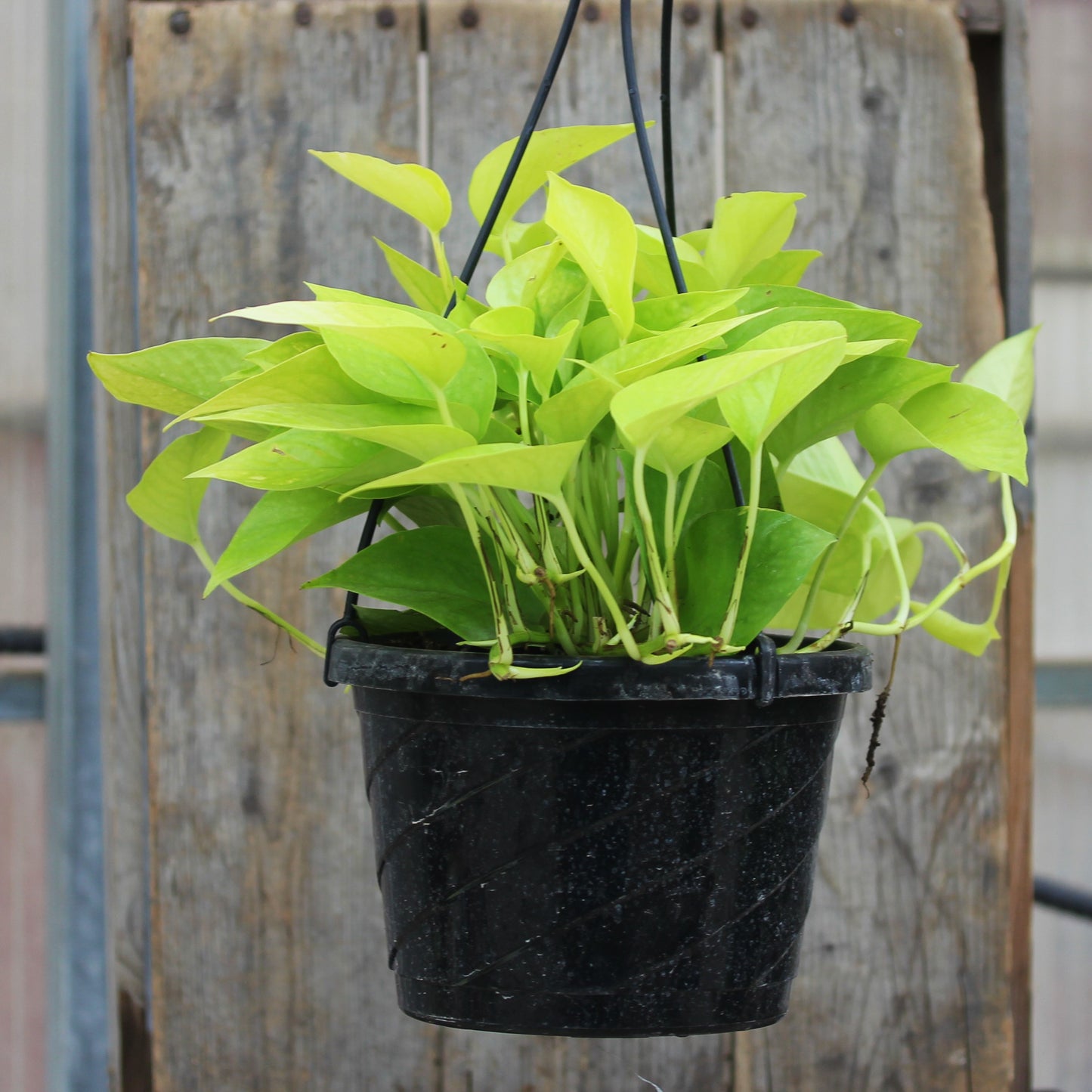Pothos 'Neon'
