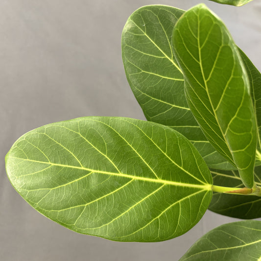 Ficus 'Audrey'