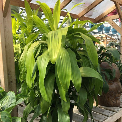 Dracaena 'Limelight'