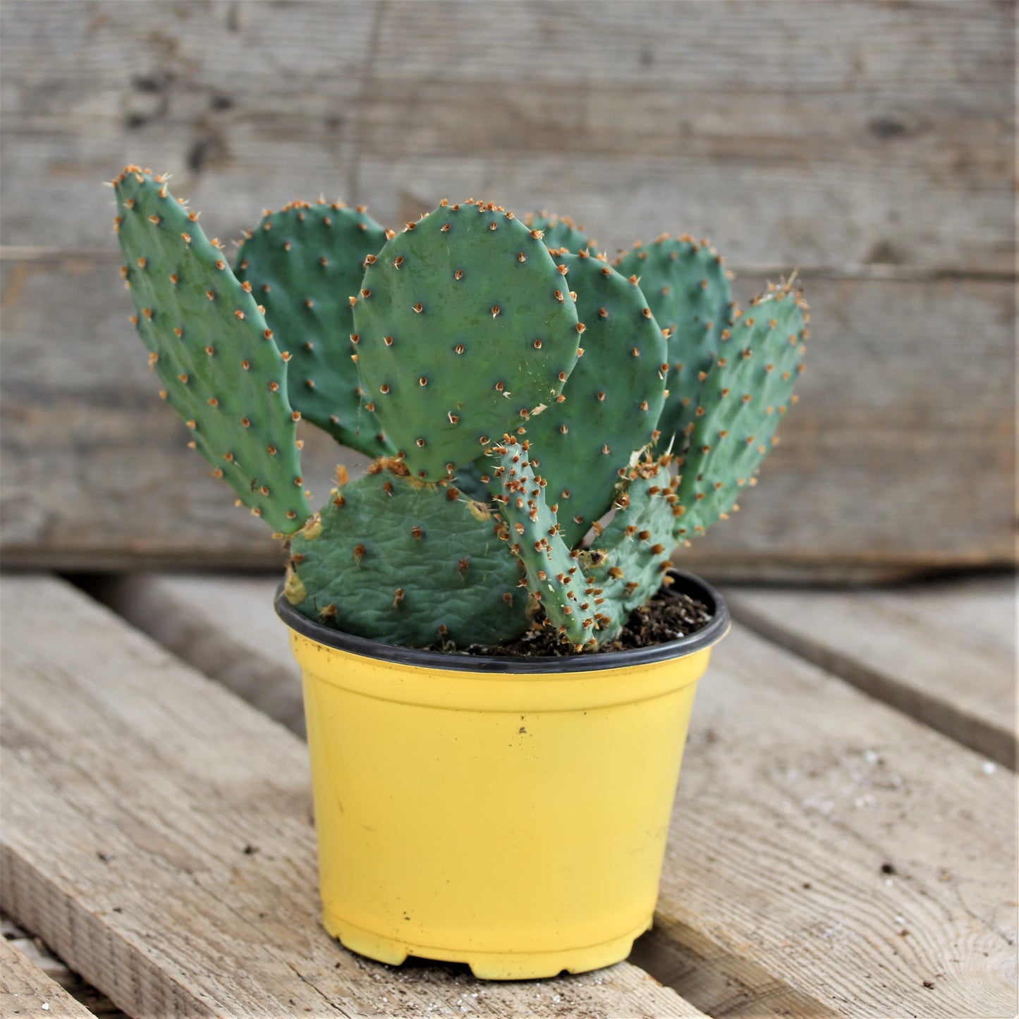 Prickly Pear Assorted Cactus