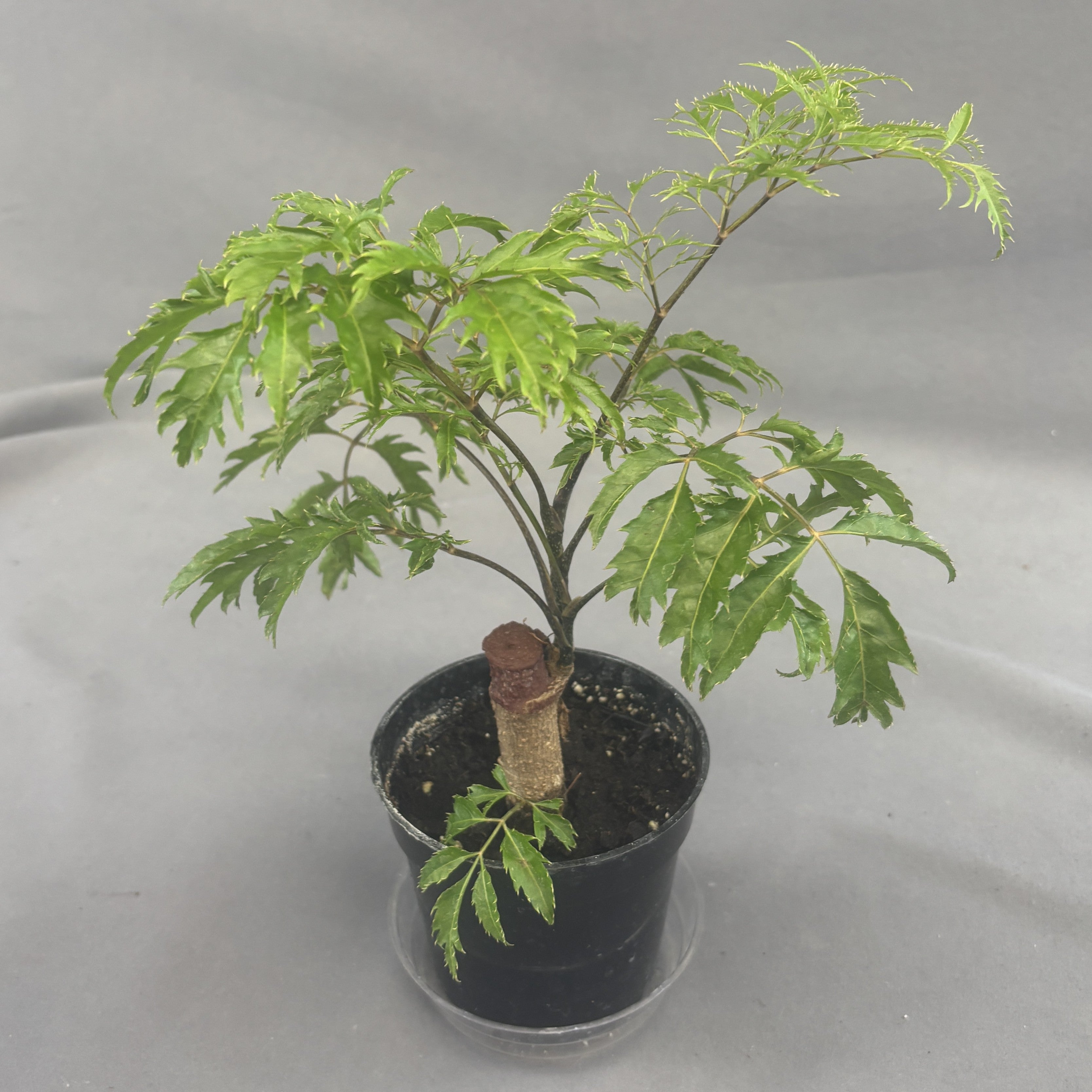 Aralia Ming