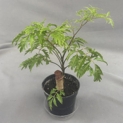 Aralia Ming