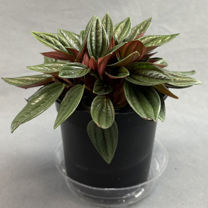 Peperomia 'Rosso'