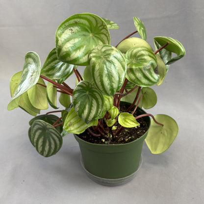 Peperomia 'Watermelon'
