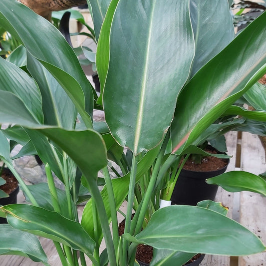 Bird of Paradise