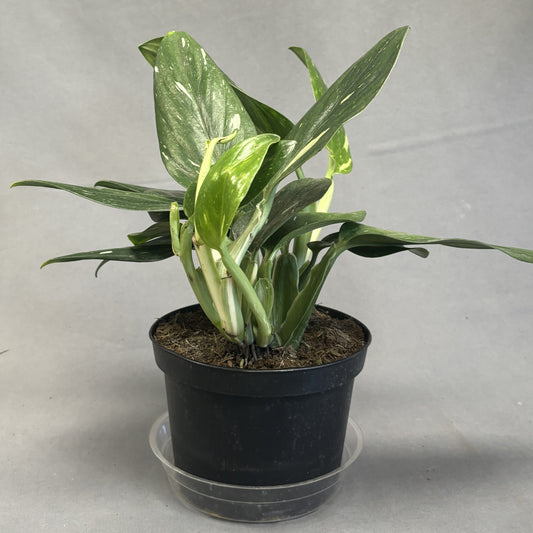 Philodendron Cobra 6" Pot