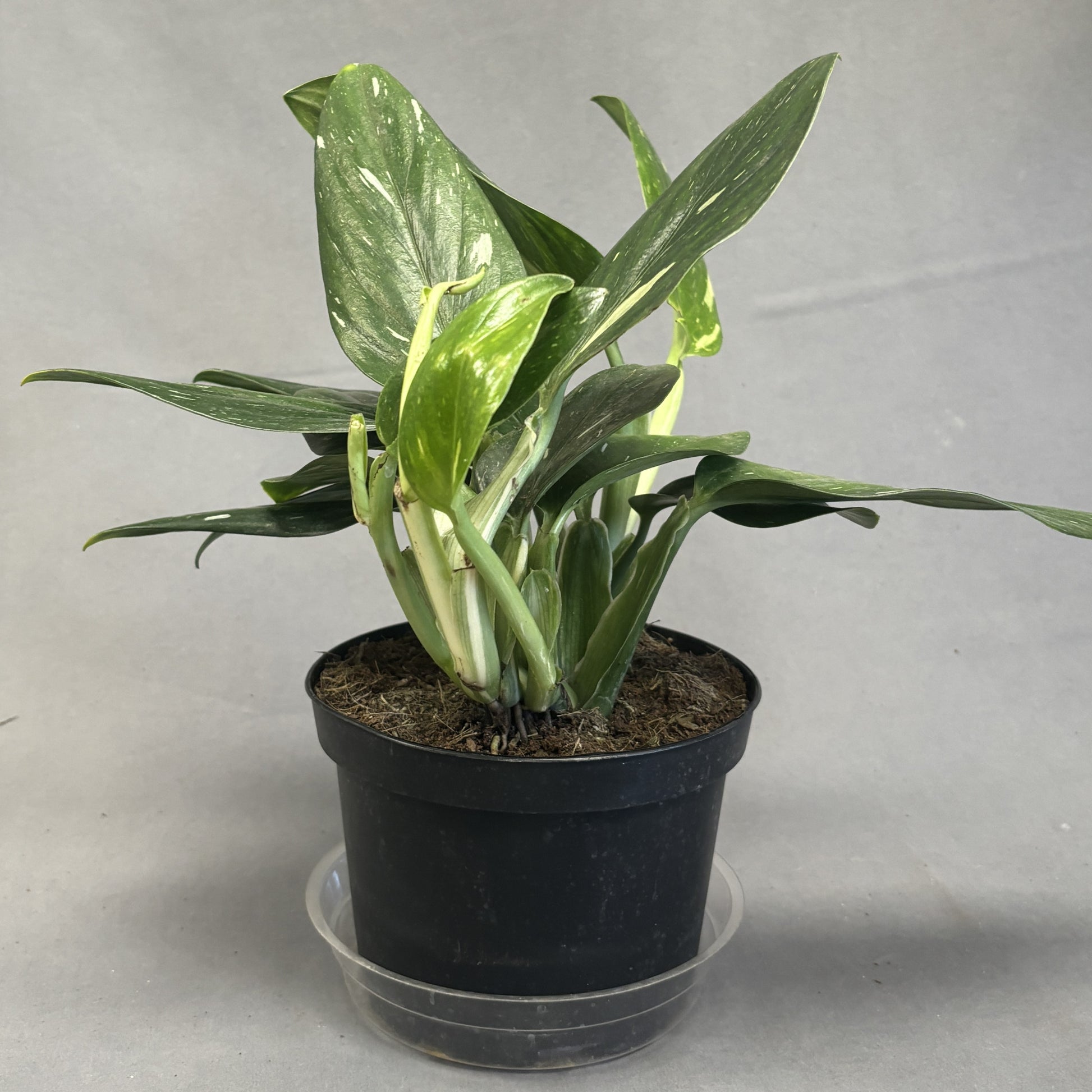 philodendron cobra plant Philodendron 'Cobra'