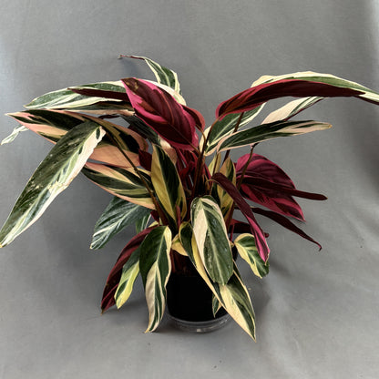 Stromanthe 'Triostar'