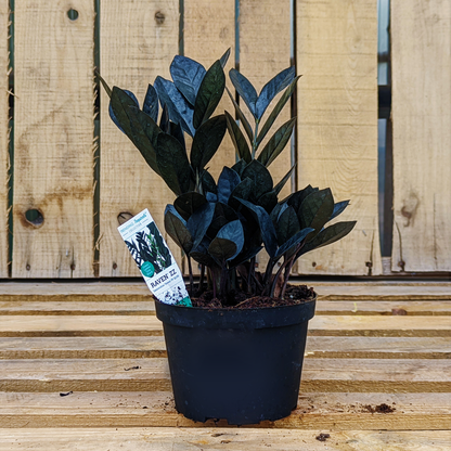ZZ Plant 'Black'