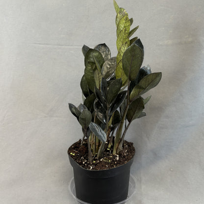 ZZ Plant 'Black'