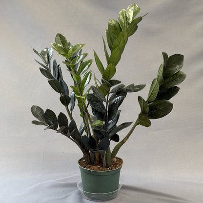 ZZ Plant 'Black'