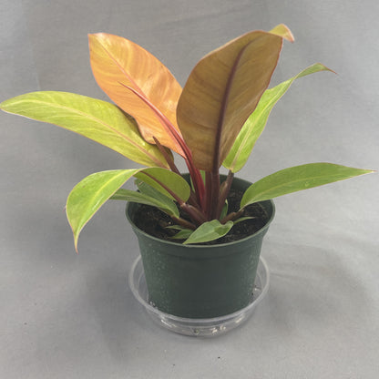 Philodendron 'Prince of Orange'