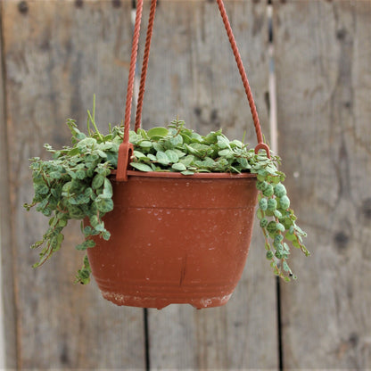String of Turtles