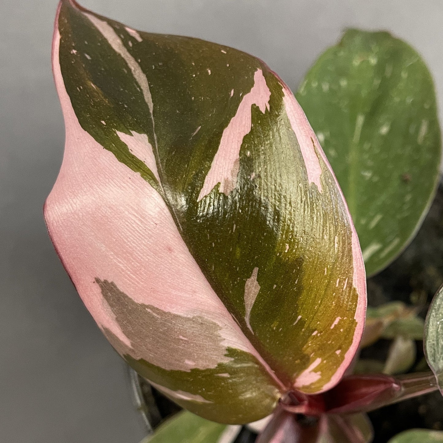 Philodendron 'Pink Princess'