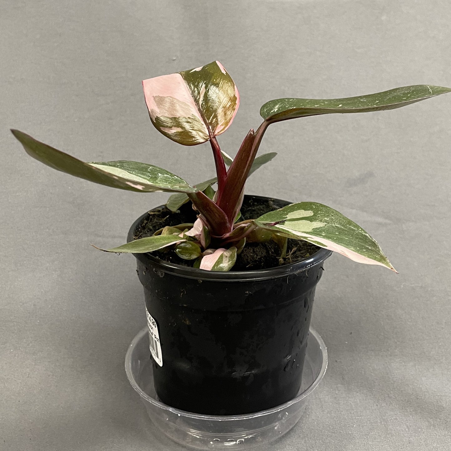 Philodendron 'Pink Princess'