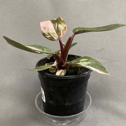 Philodendron 'Pink Princess'