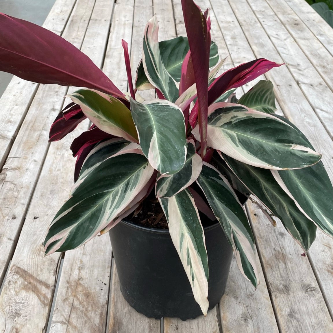 Stromanthe 'Triostar'