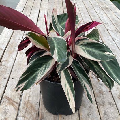 Stromanthe 'Triostar'