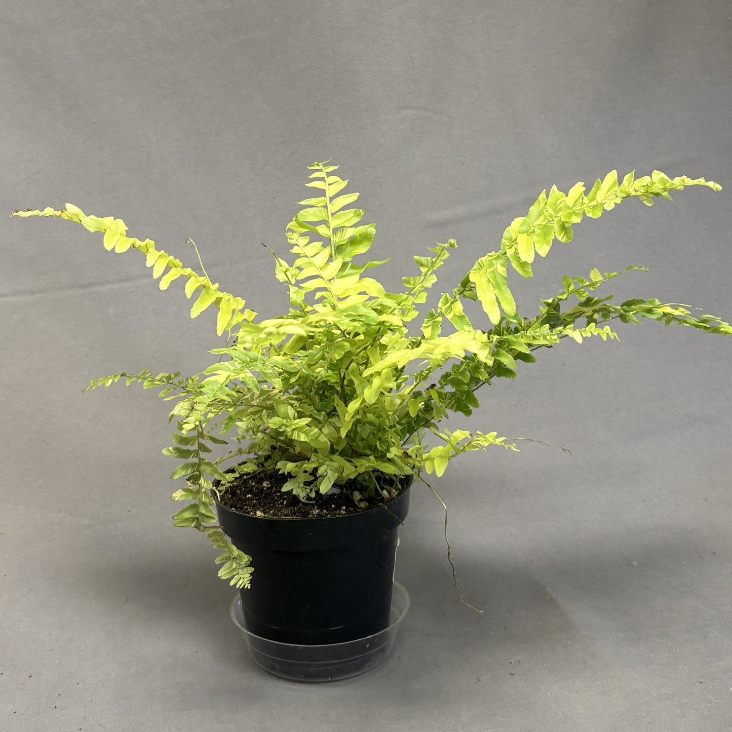 Tiger Fern 4" Pot