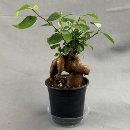 Ficus 'Ginseng'