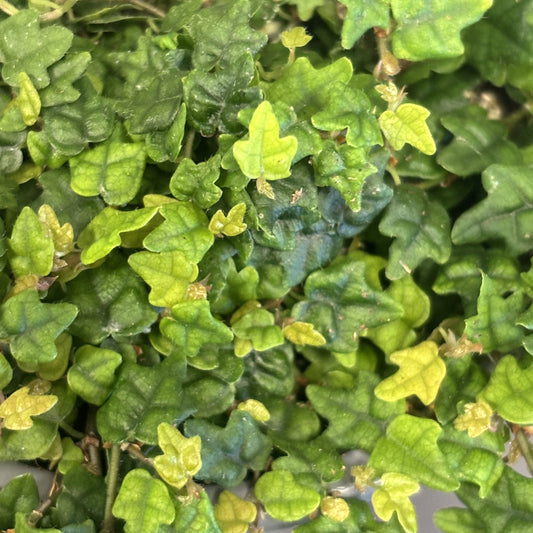 String of Frogs