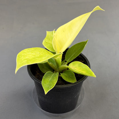 Philodendron 'Moonlight'