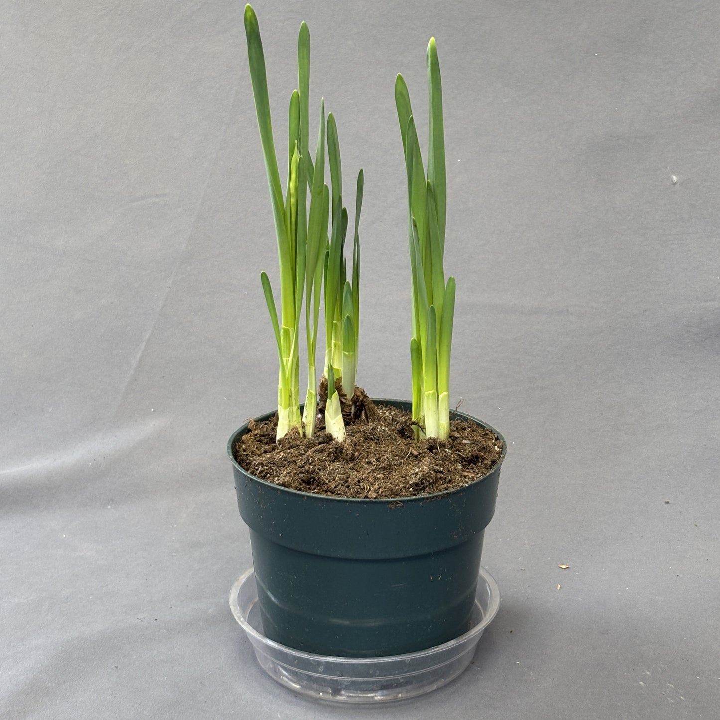 Potted Paperwhites