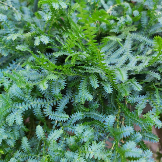 Peacock Moss