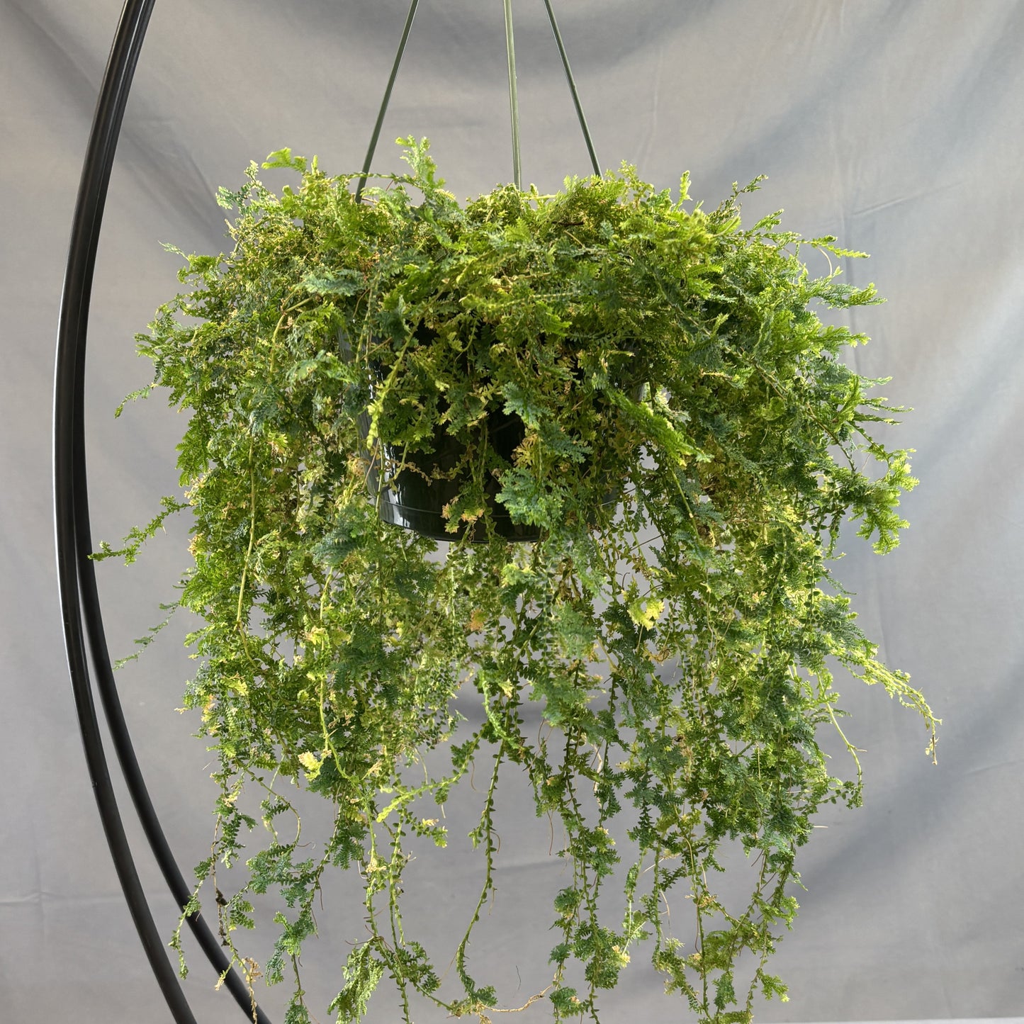 Peacock Moss
